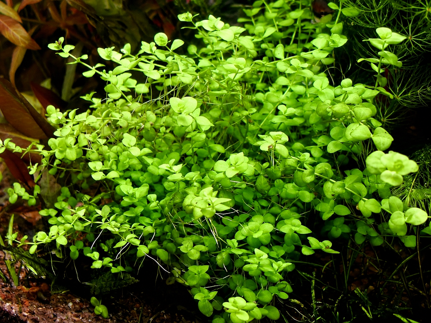 Micranthemum Umbrosum