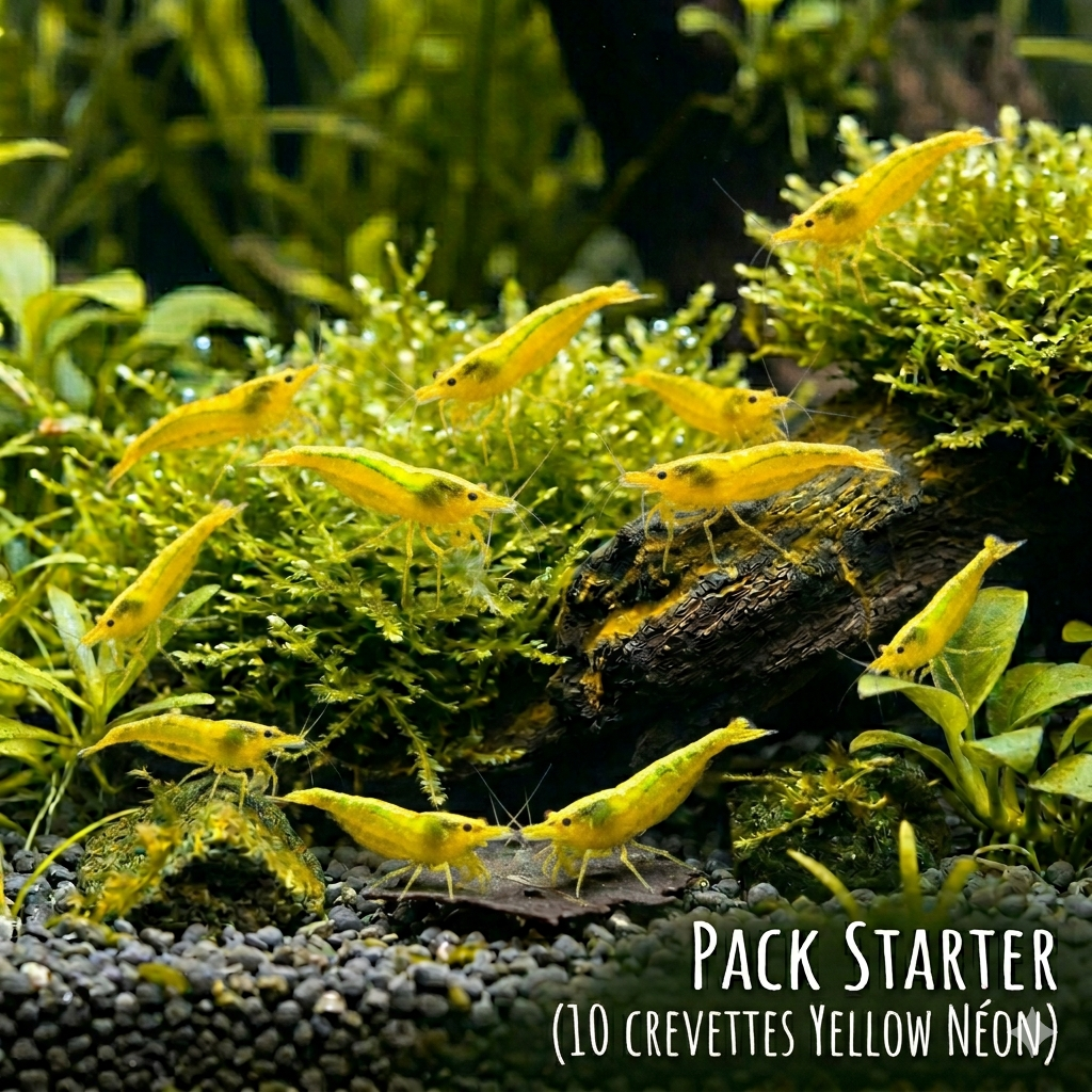 Pack Starter X10 Yellow Néon