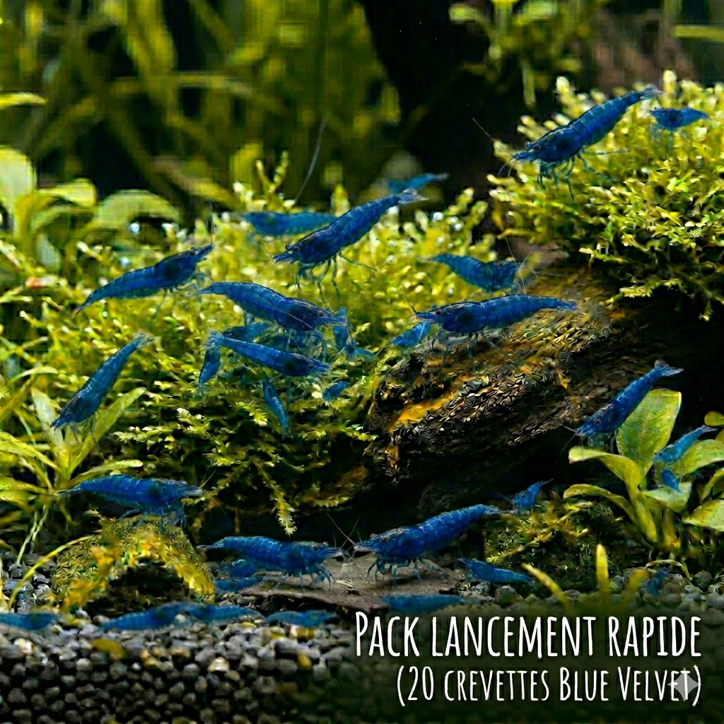 Pack Lancement Rapide X20 Blue Velvette