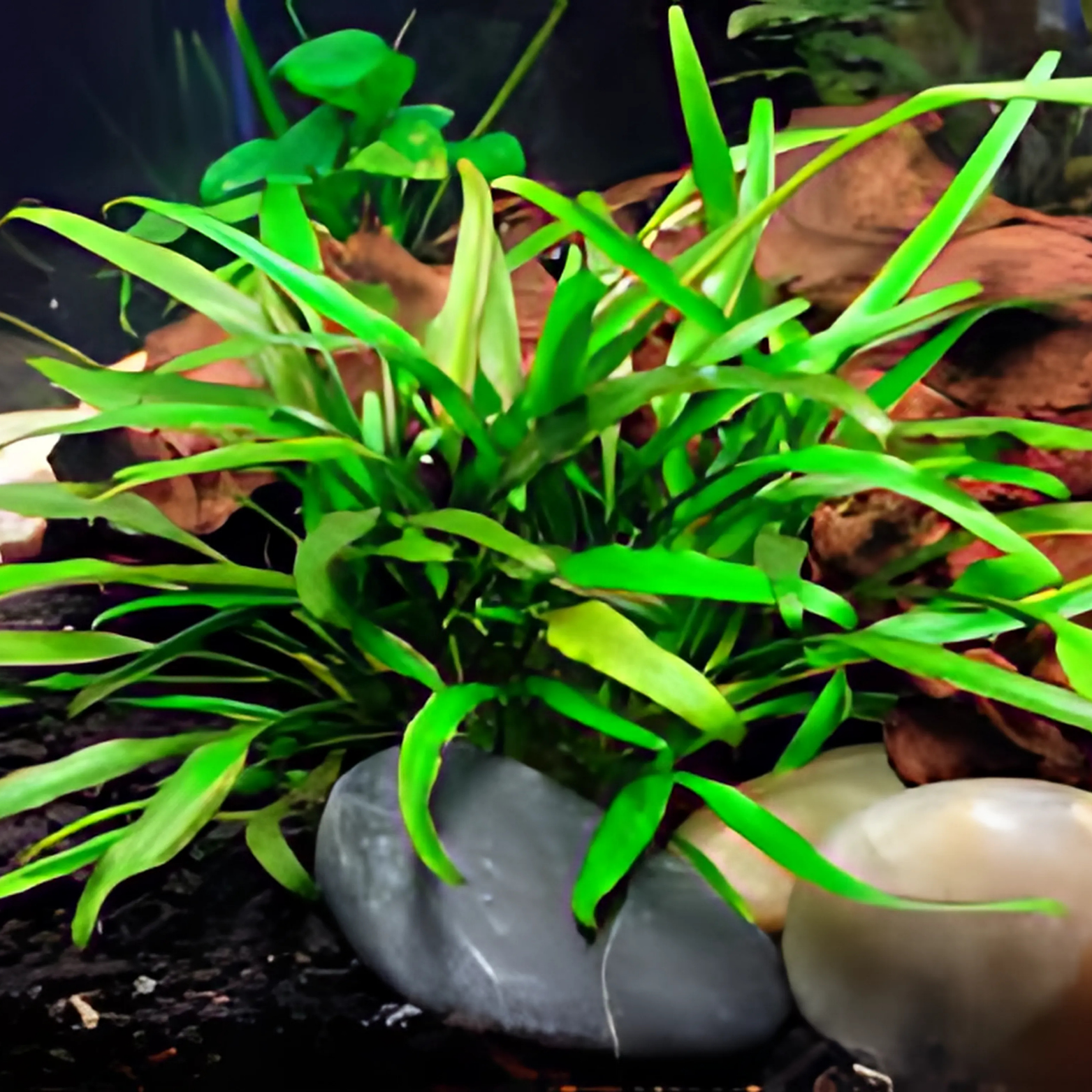 Cryptocoryne Lucens