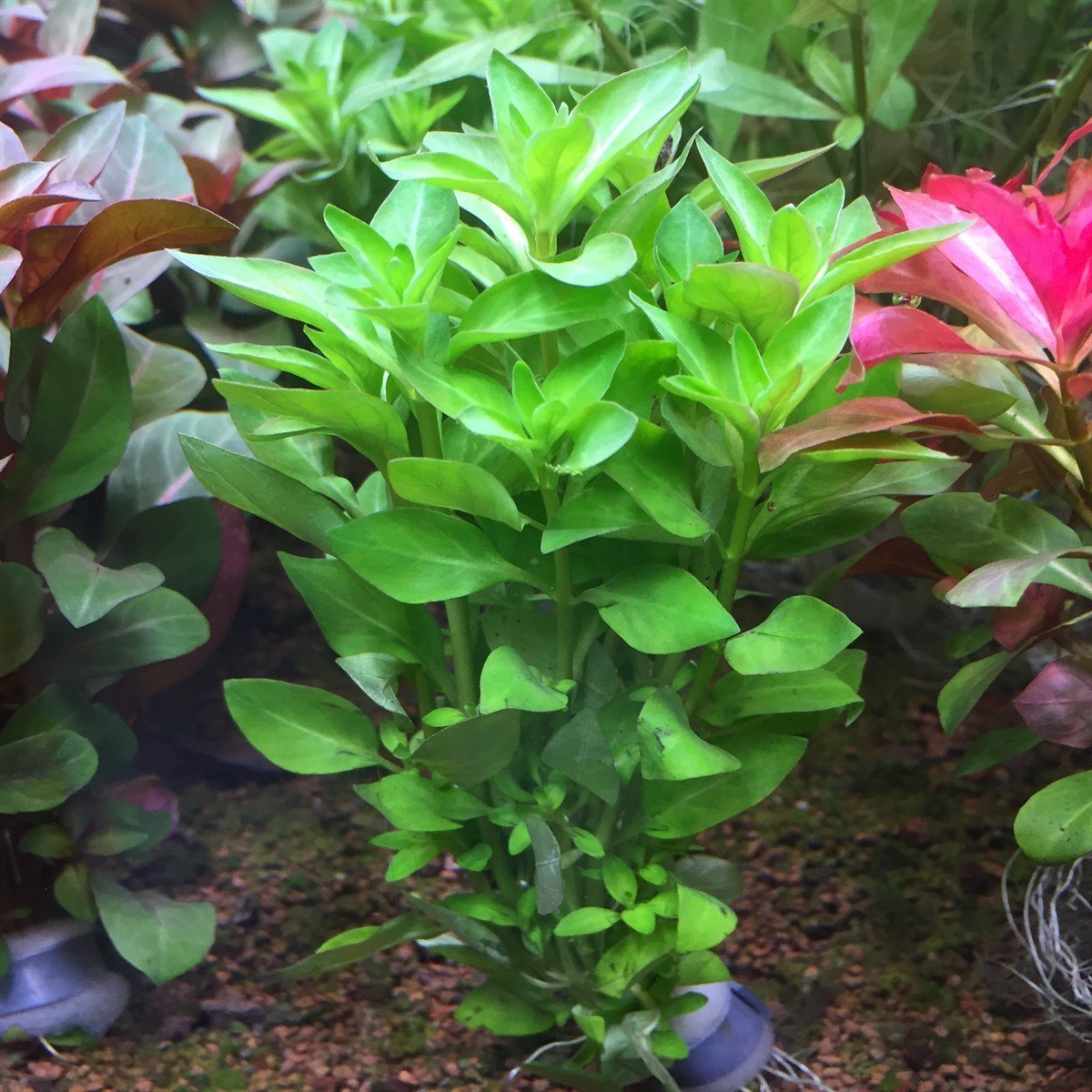 ludwigia palustris green 1 Tige