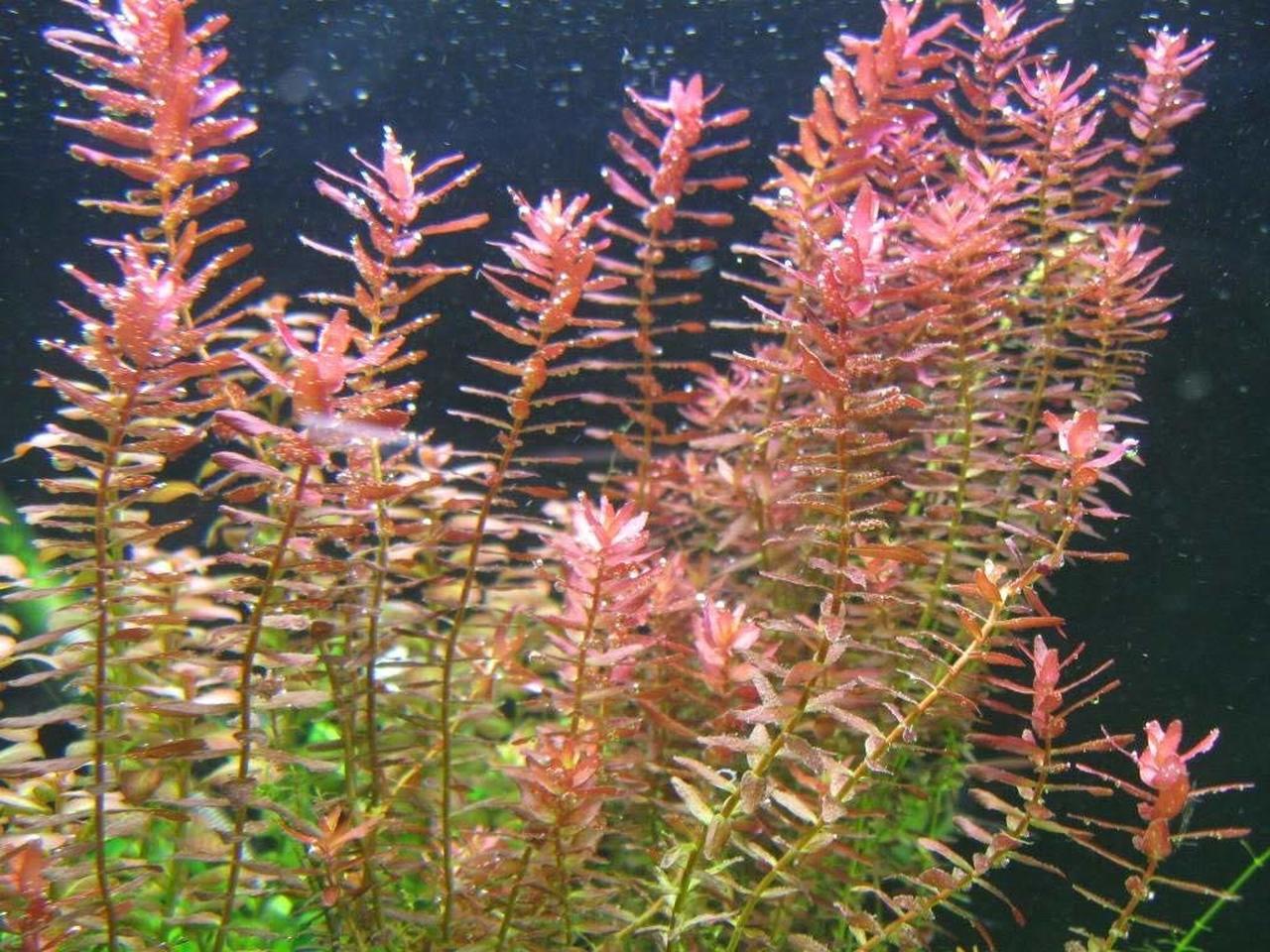 Rotala Rotundifolia
