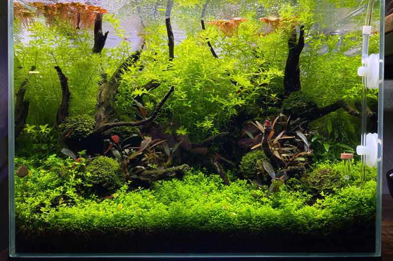 ZenAquatique