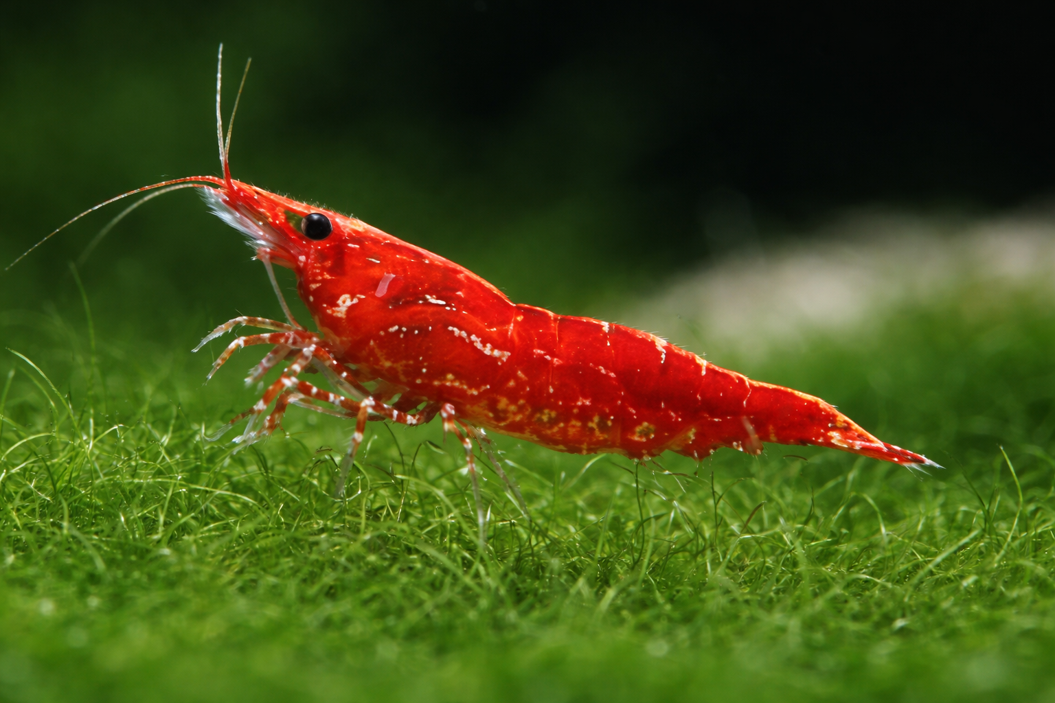 Crevettes