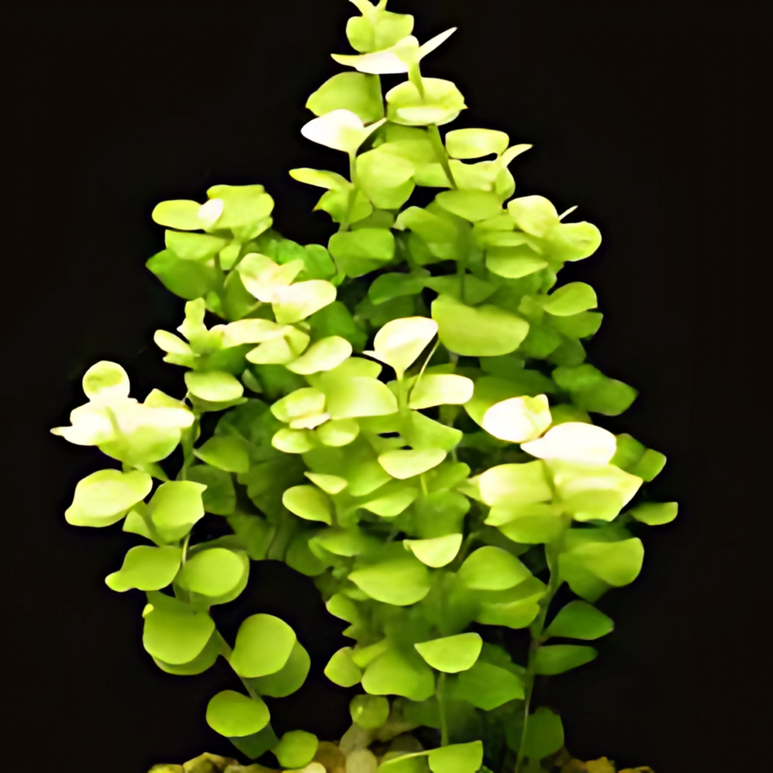 Plantes Aquarium Vertes