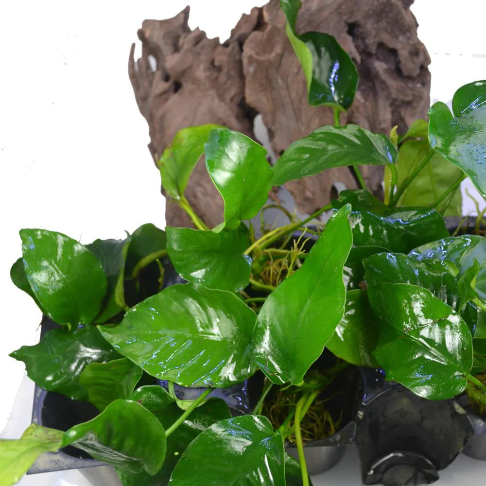 Plante Épiphyte Aquarium