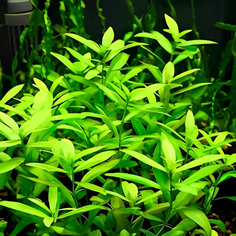 Aquarium Plantes Faciles