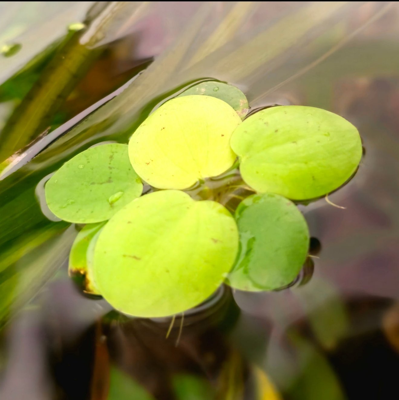 Plantes Flottantes