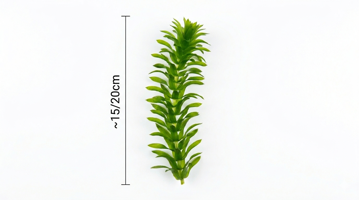 Egeria Densa