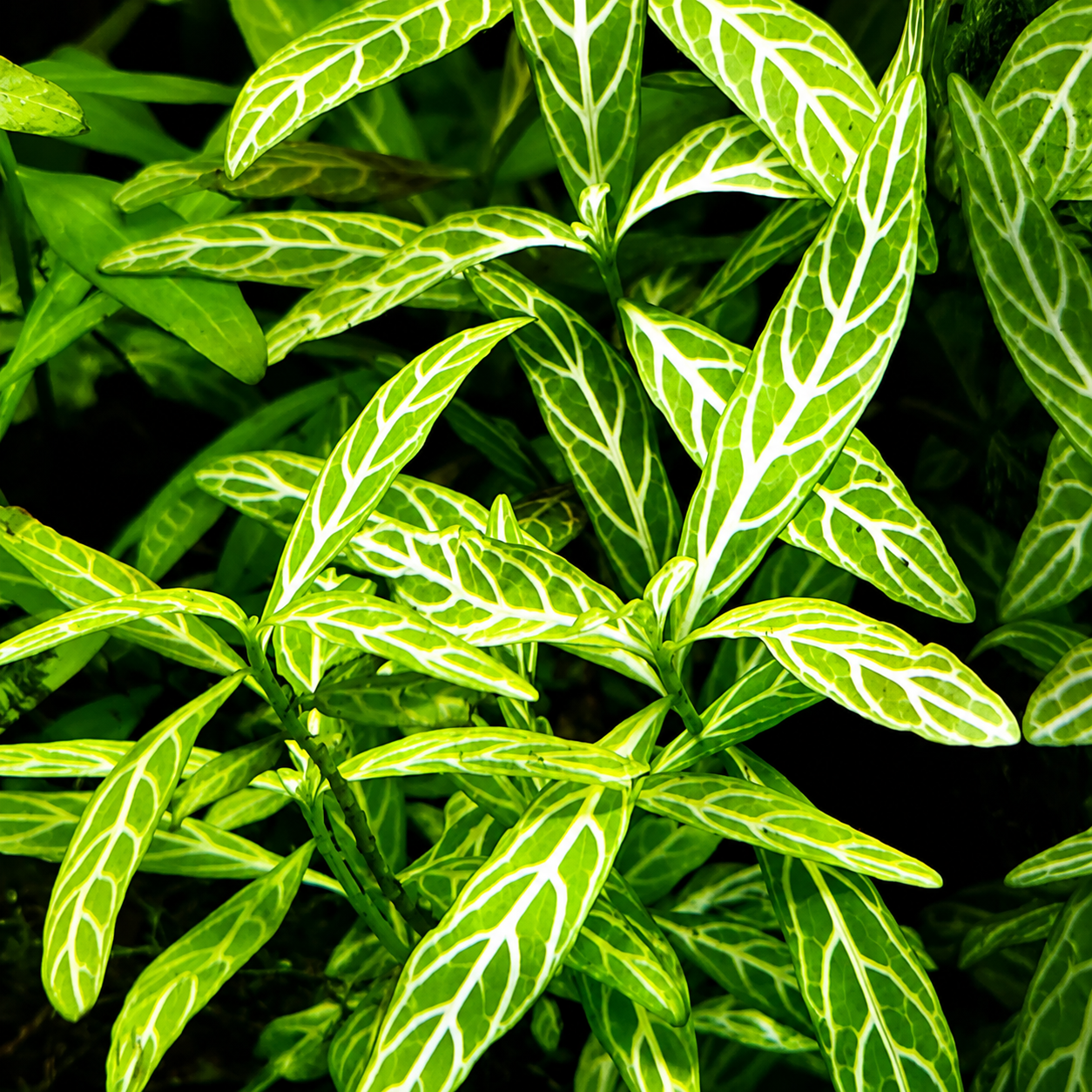 Hygrophila Polysperma Sunset