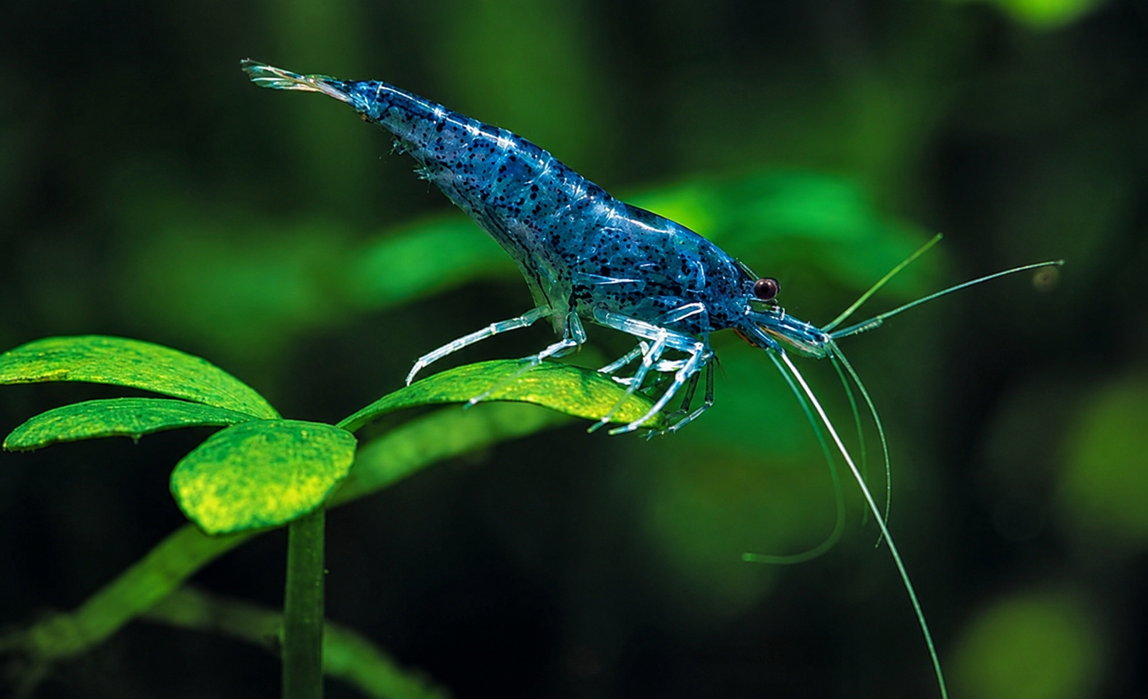 Neocaridina Blue Velvette