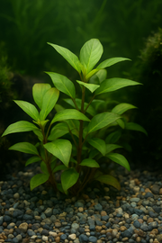 Hygrophila Corymbosa