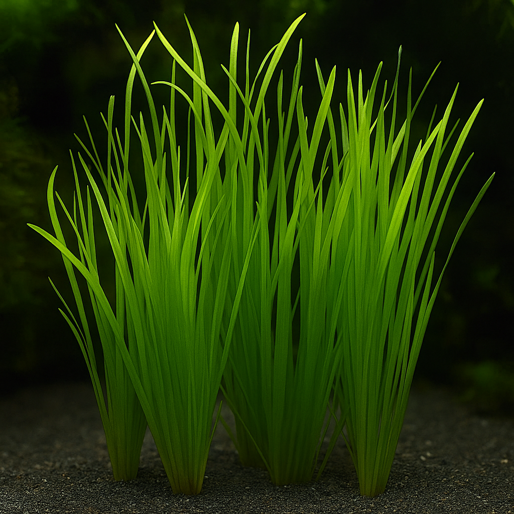 Valisneria Spiralis