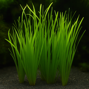 Valisneria Spiralis