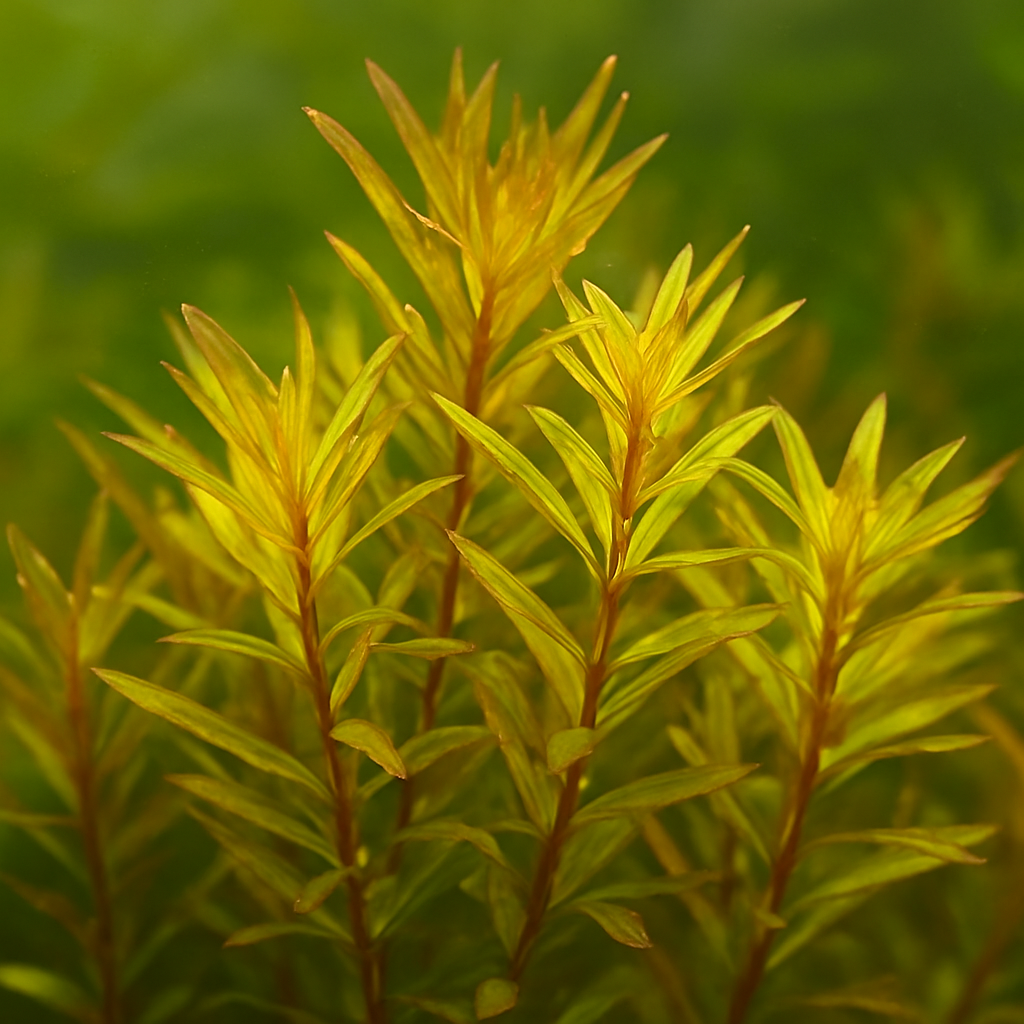 Rotala Laos