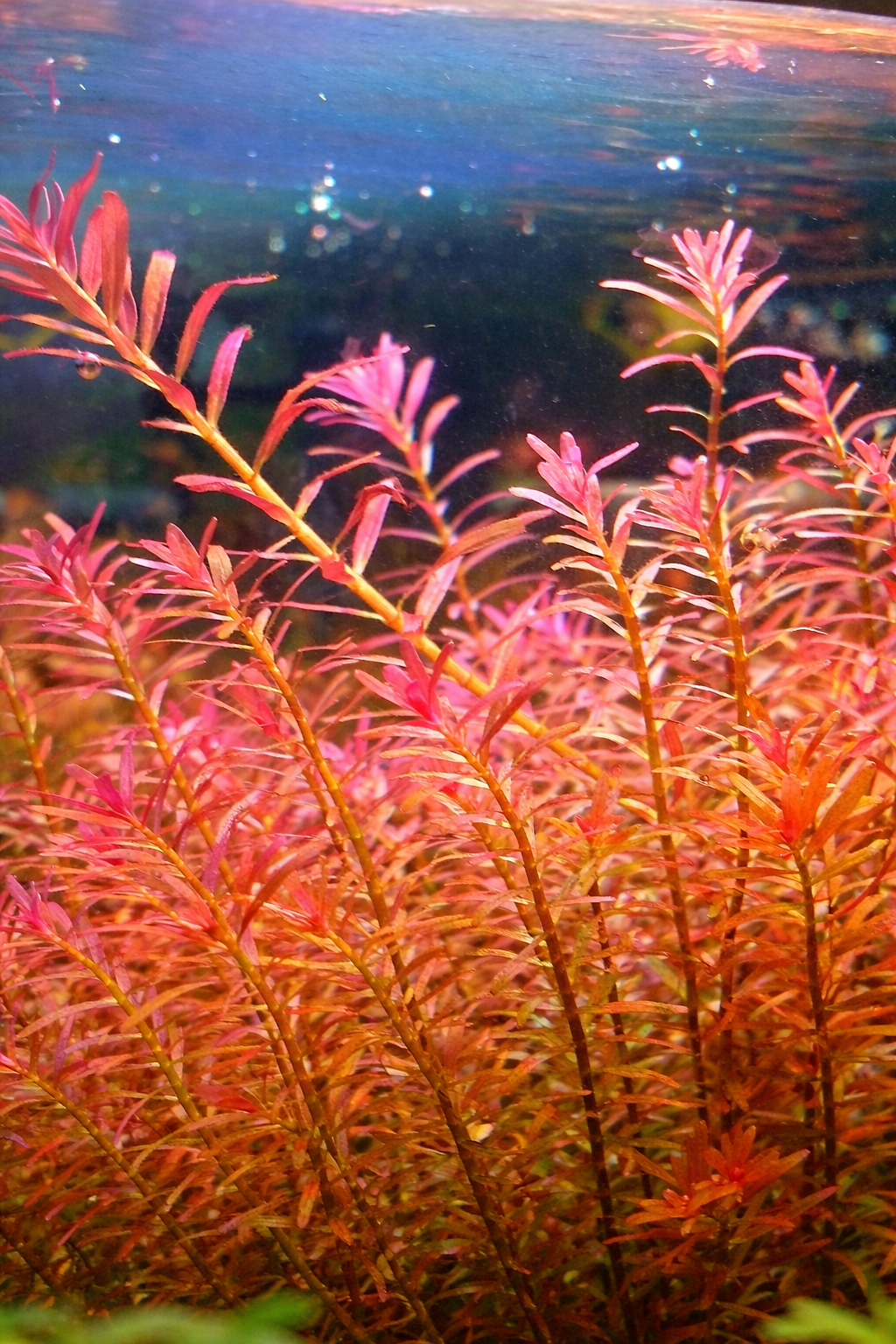 Rotala H'ra