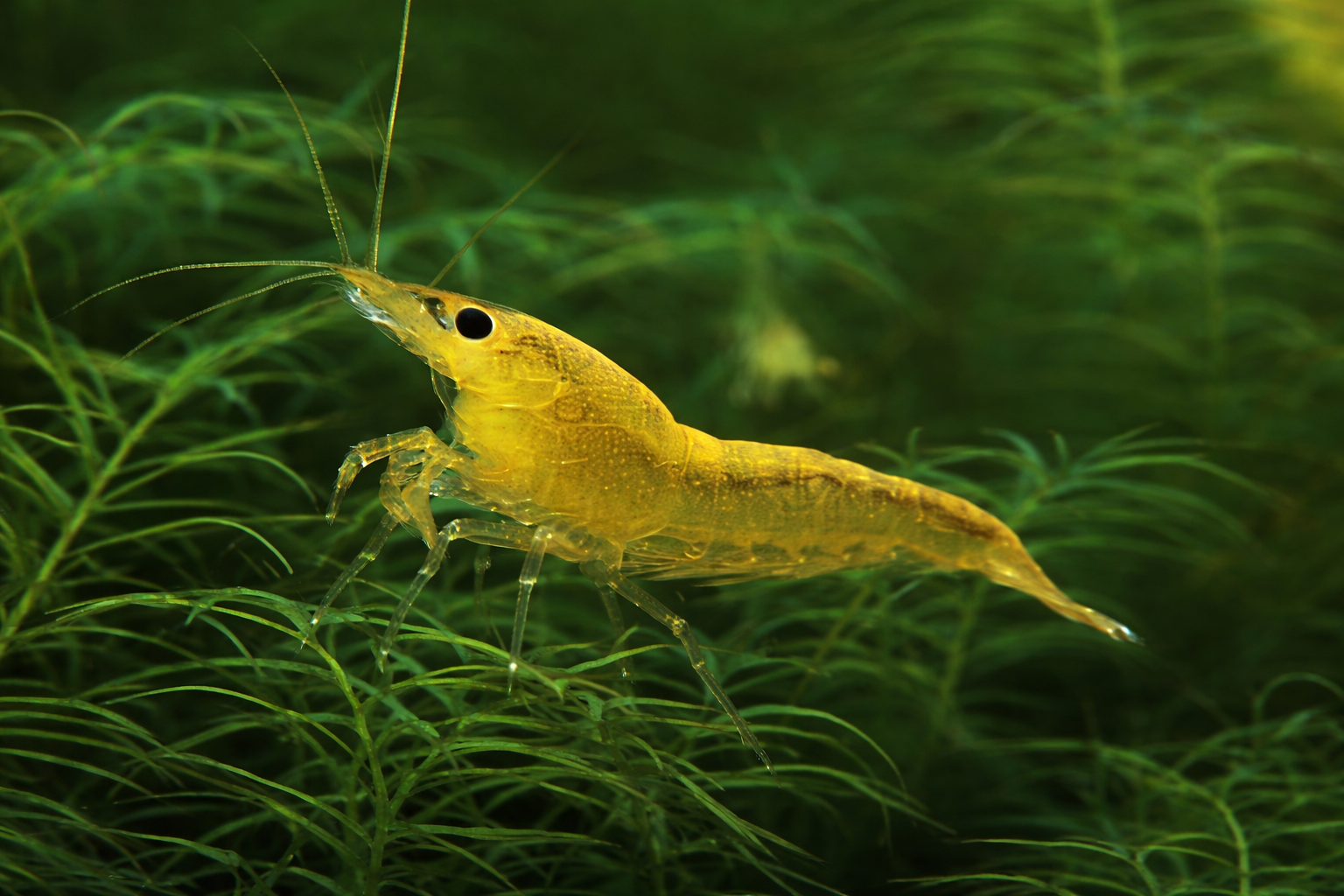 Neocaridina Yellow Néon