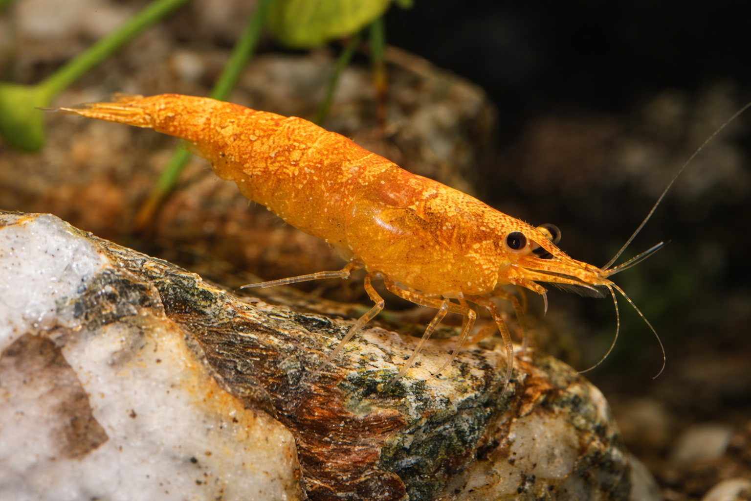 Neocaridina Orange Cherry