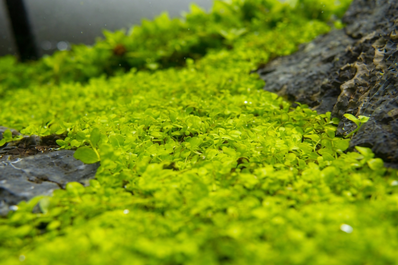 Micranthemum Monte Carlo