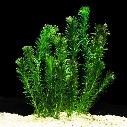 Egeria Densa 1 Tige