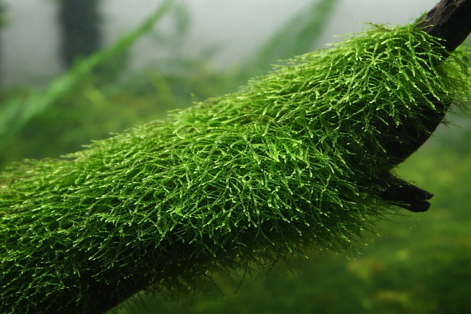 Taxiphyllum barbieri 'Bogor Moss'