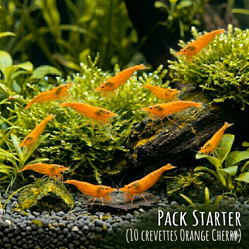 Pack Starter X10 Orange Cherry