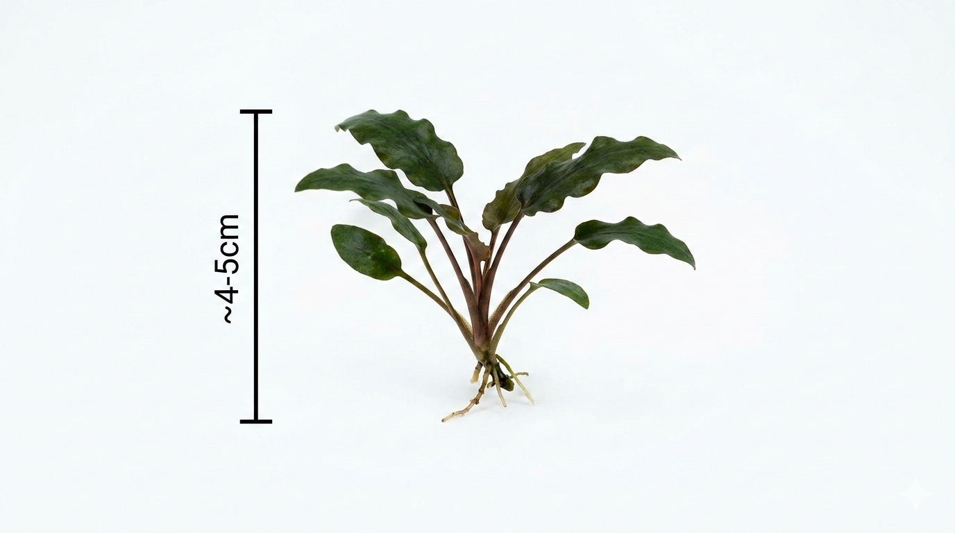 Cryptocoryne Beckettii