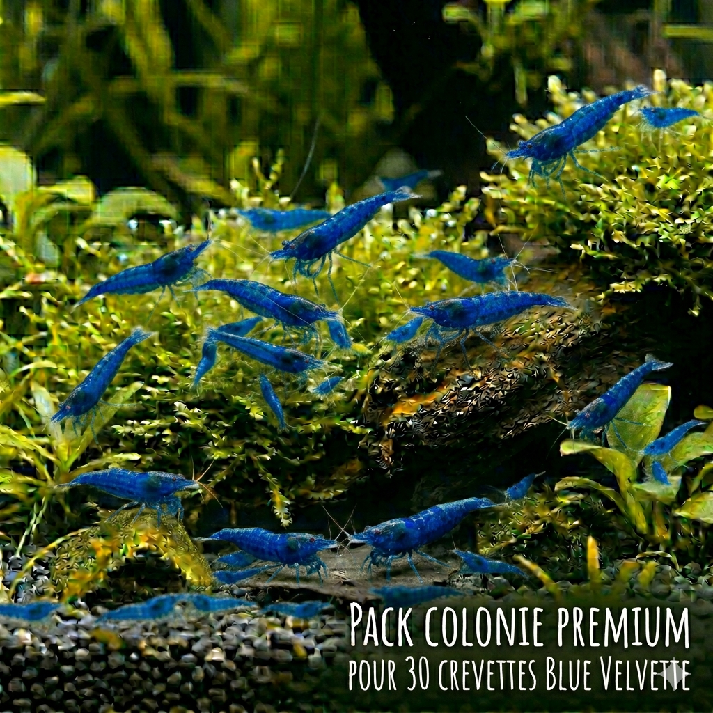 Pack Colonie Premium X30 Blue Velvette