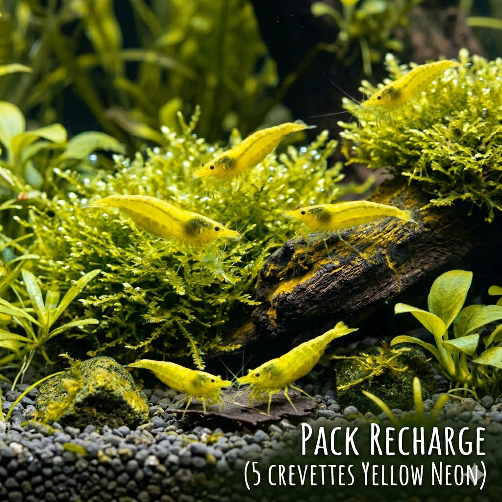 Pack Recharge X5 Yellow Néon