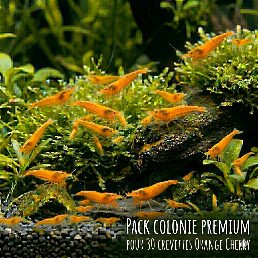 Pack Colonie Premium X30 Orange Cherry