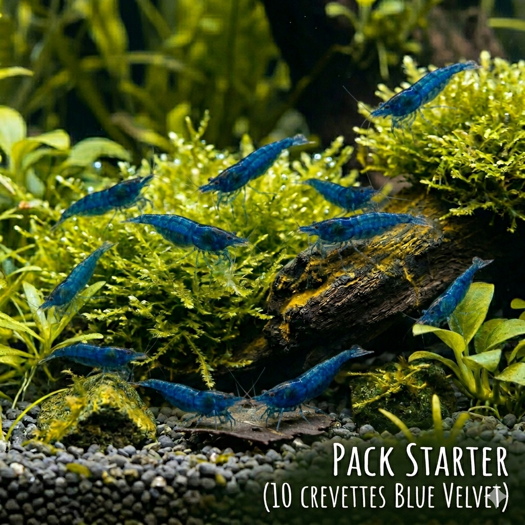 Pack Starter X10 Blue Velvette
