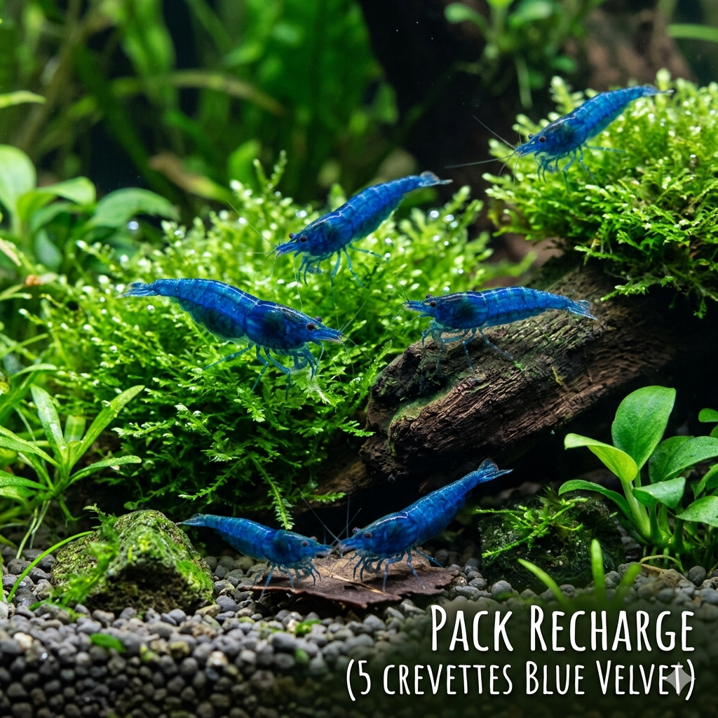 Pack Recharge X5 Blue Velvette