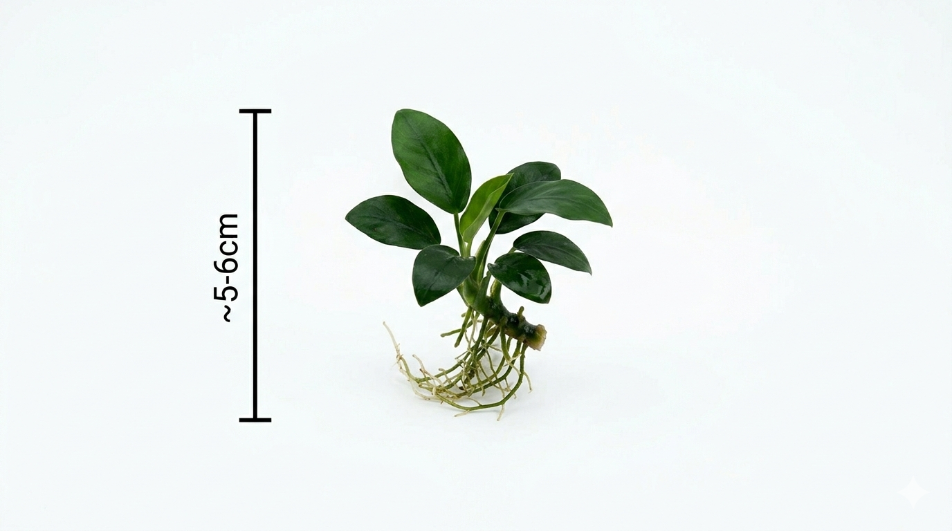 Anubias Barteri Nana