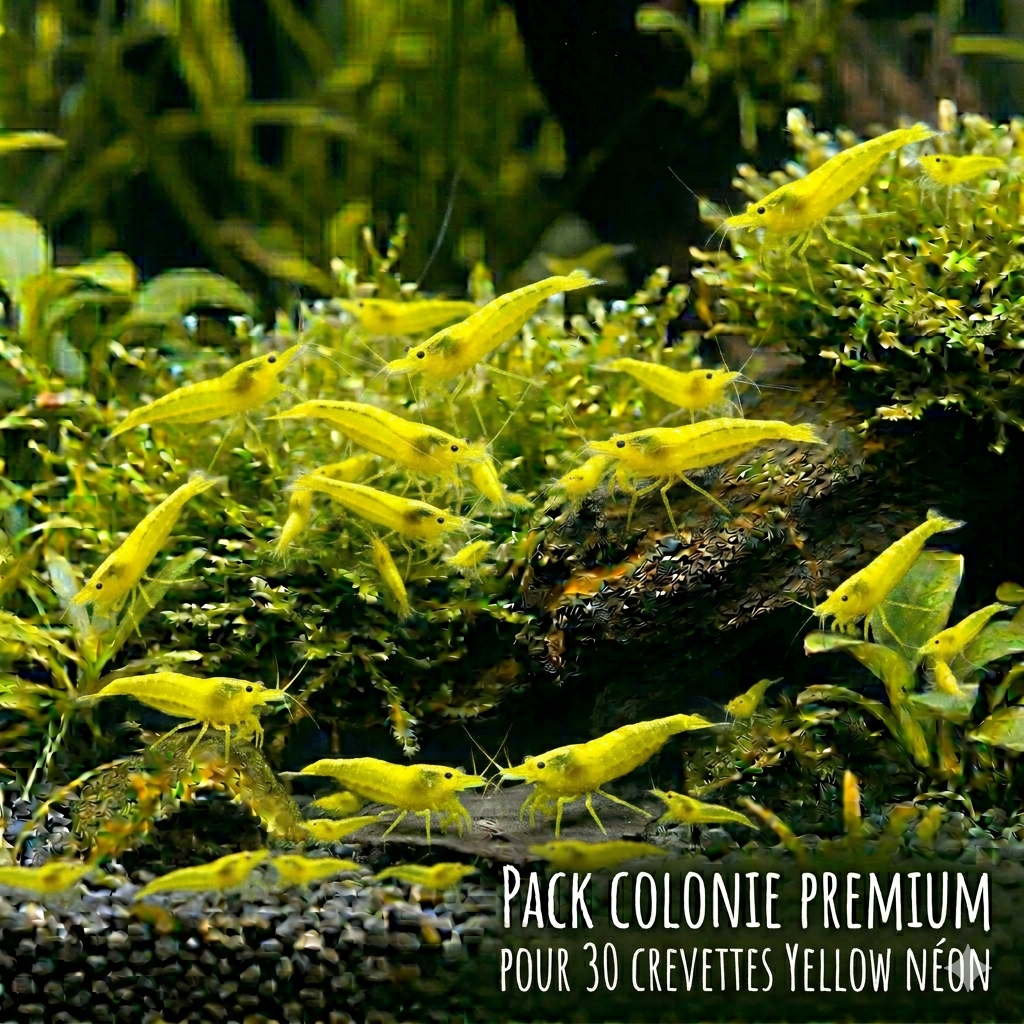 Pack Colonie Premium X30 Yellow Néon