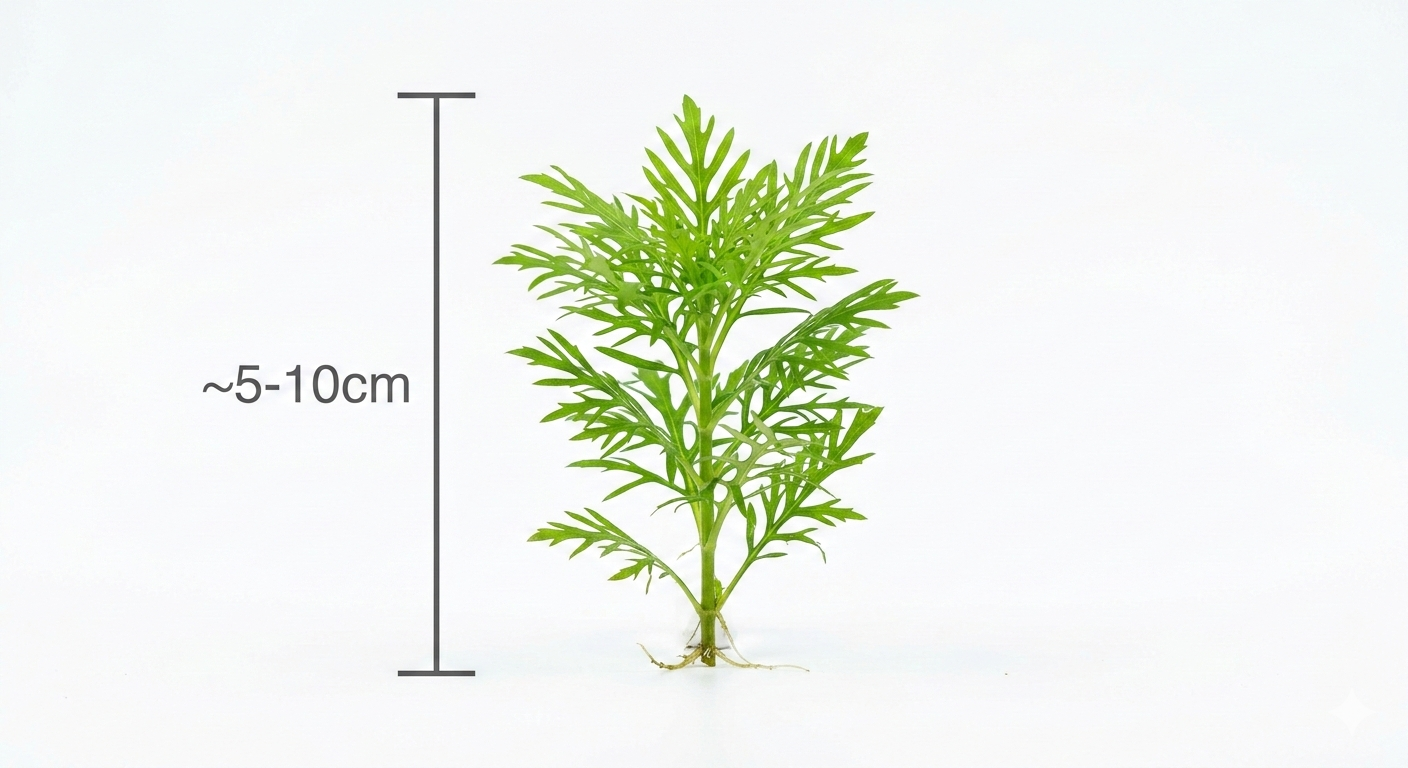 Hygrophila Disformis