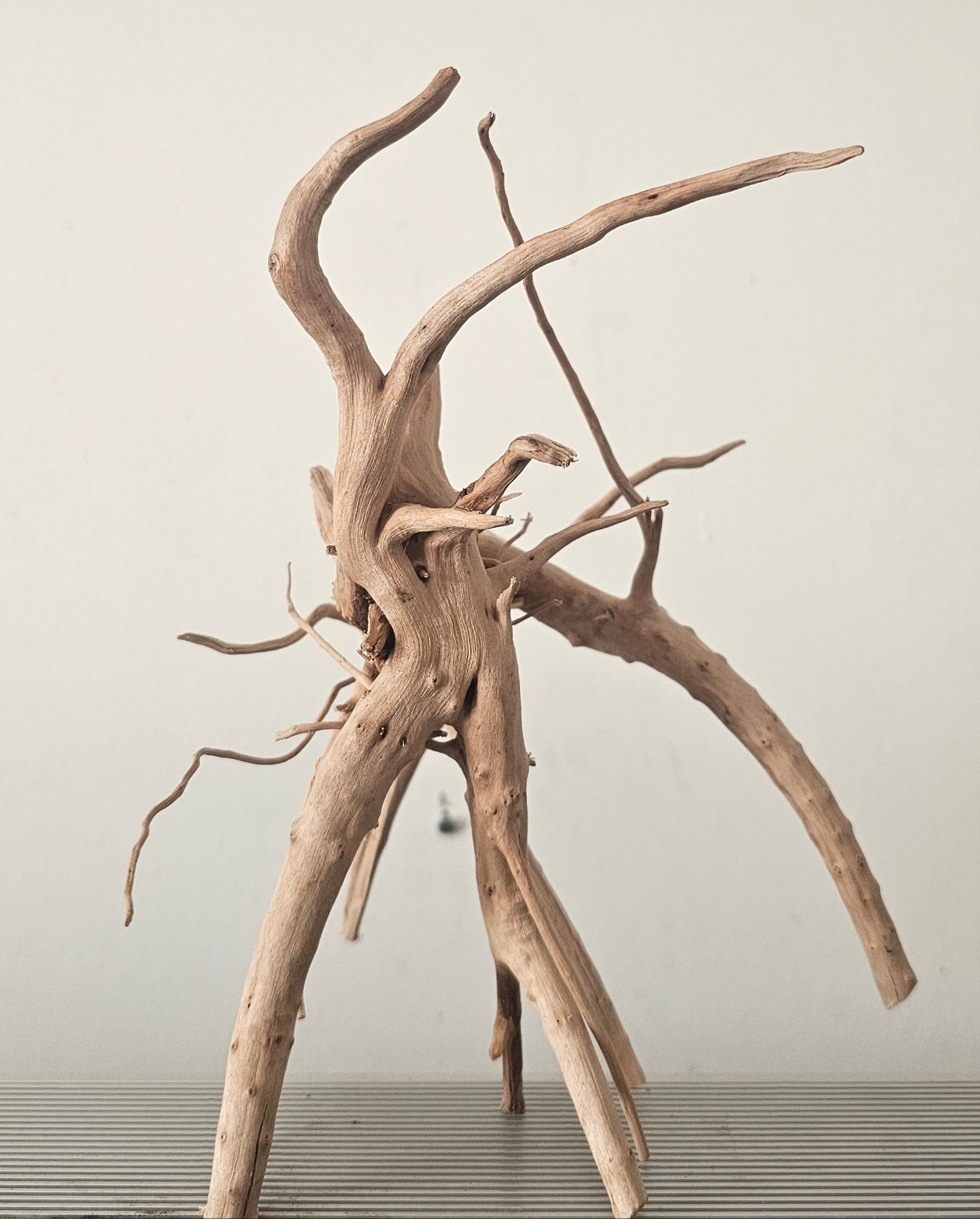 Racines-Spider 15/20cm