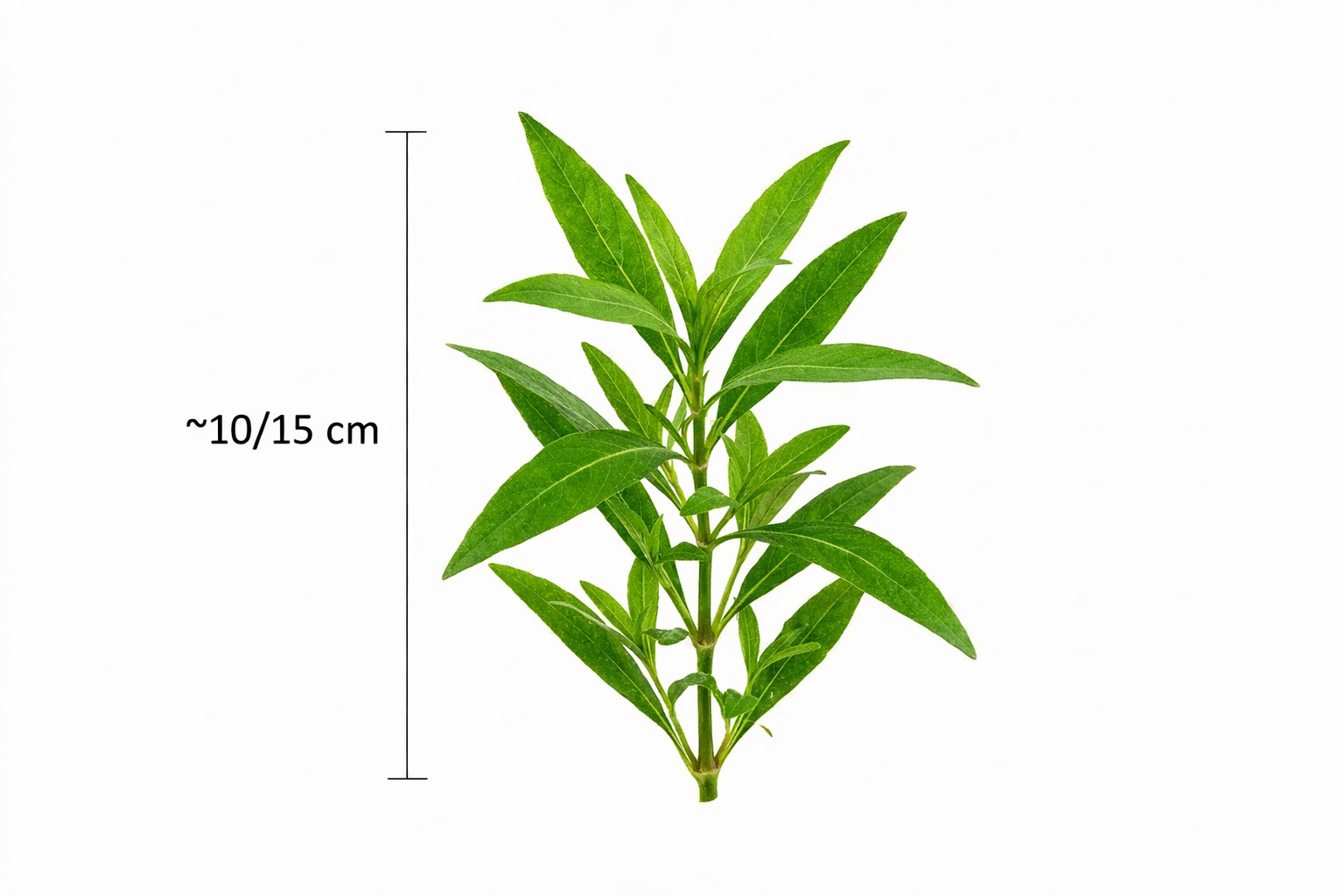Hygrophila Corymbosa