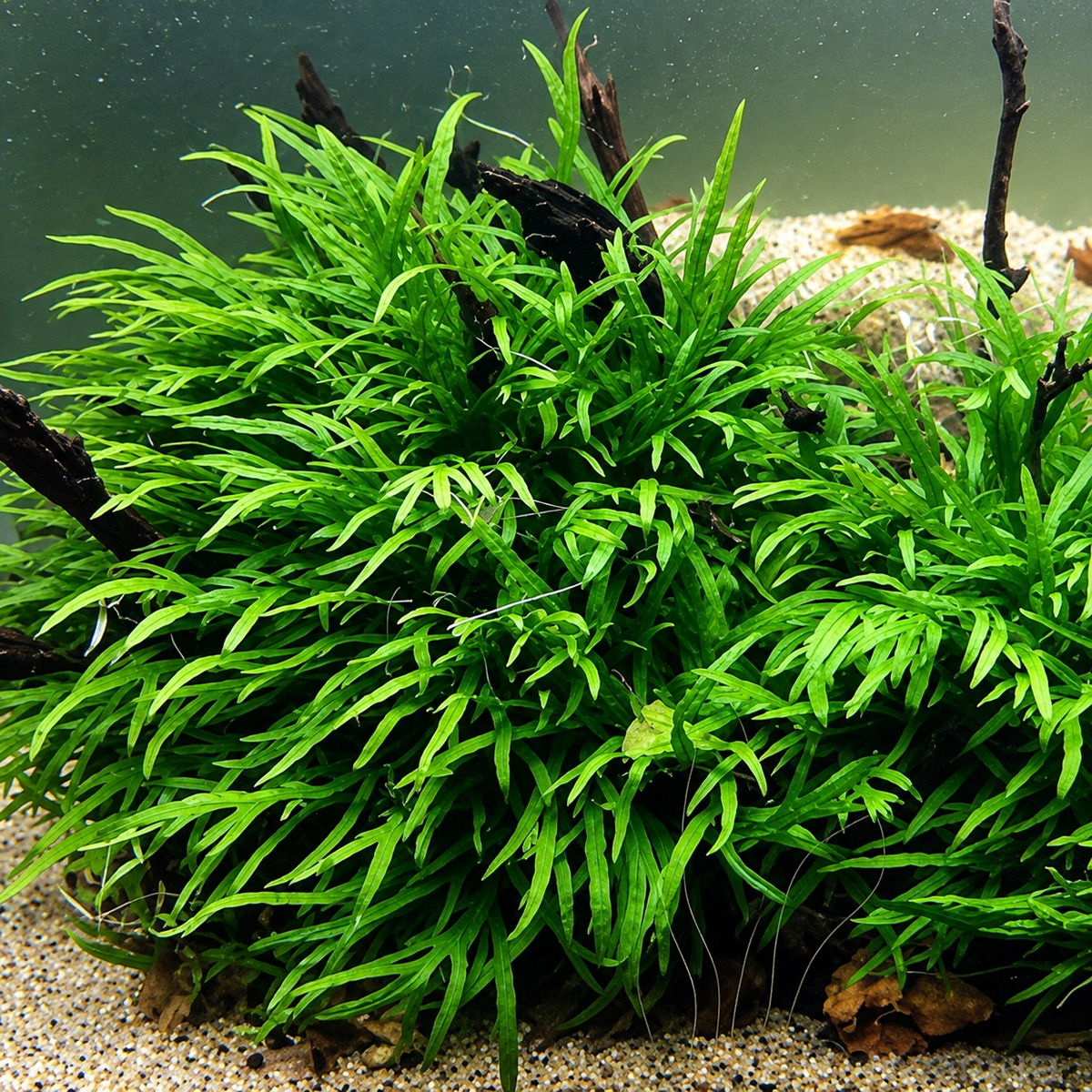 Microsorium Ptéroptus Trident