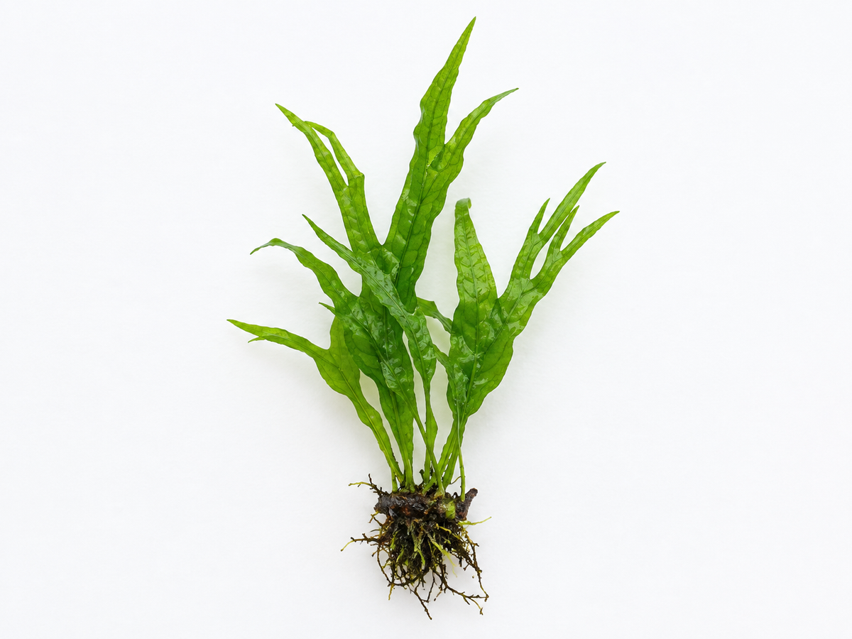 Microsorium Ptéroptus Trident