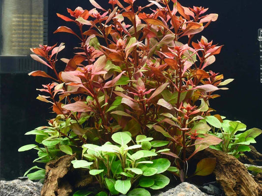 ludwigia respens rubin sp dark red 1 Tige