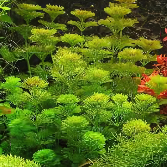 Limnophilia Senssiflora 1 Tige