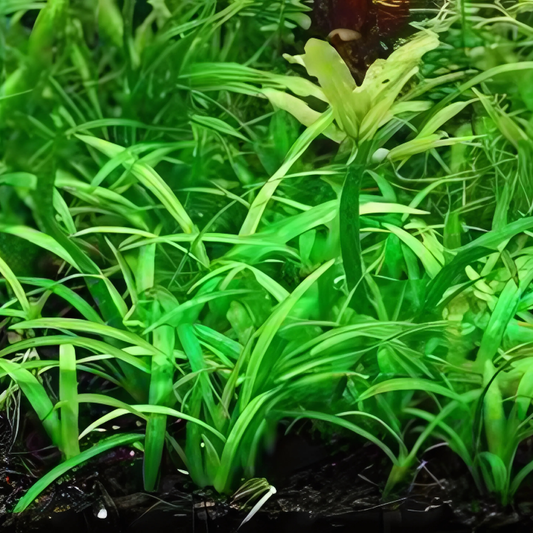 Sagittaria Subulata 1 Pied