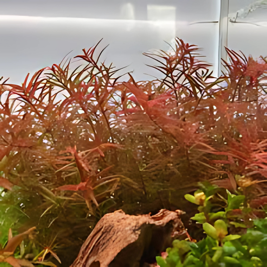 Rotala H'ra 1 Tige