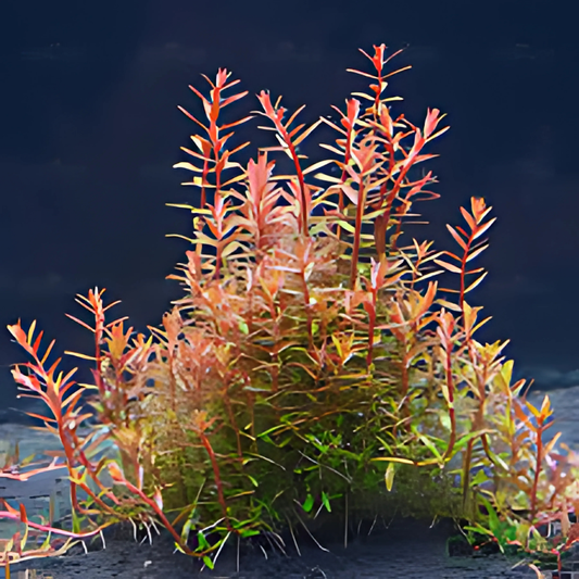 Rotala Orange-juice 1 Tige
