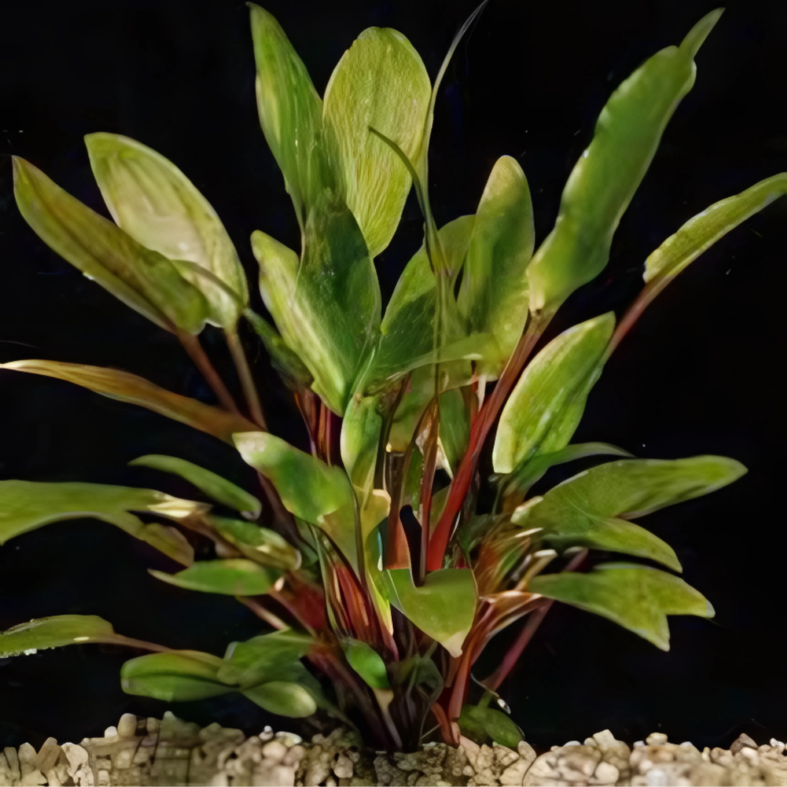 Cryptocoryne Beckettii