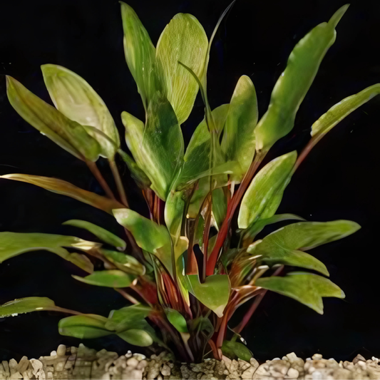 Cryptocoryne Beckettii 1 Pied