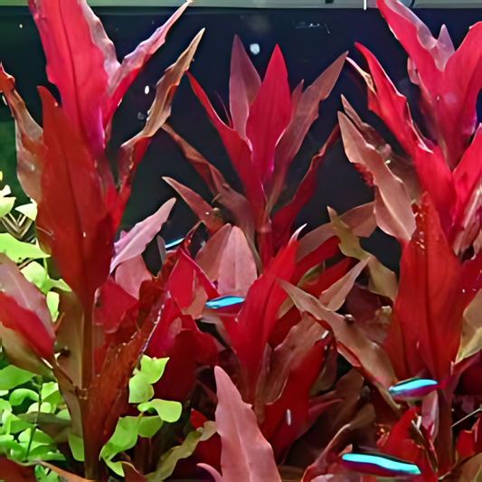 Alternanthera Reineckii 1 Tige