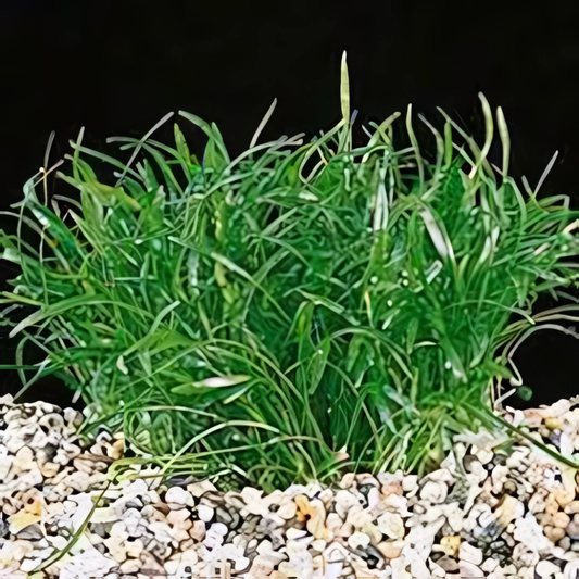 Lilaeopsis novea-zealandia 1 Pied