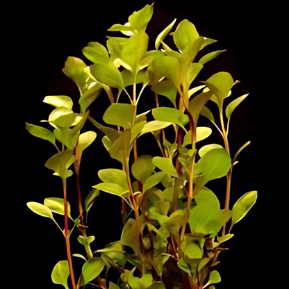 Ludwigia respens 1 Tige