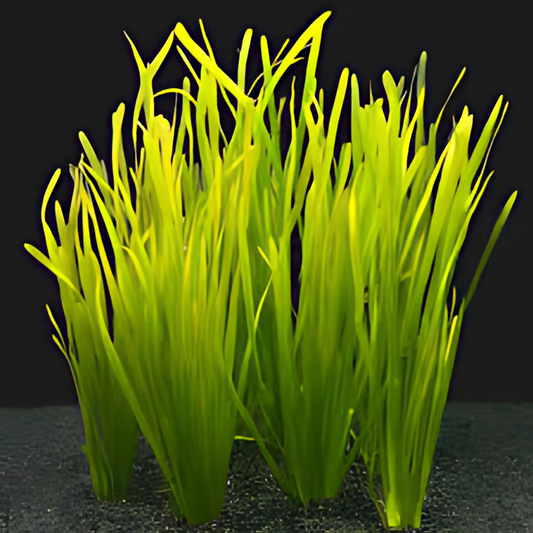 Valisneria Spiralis 1 Pied